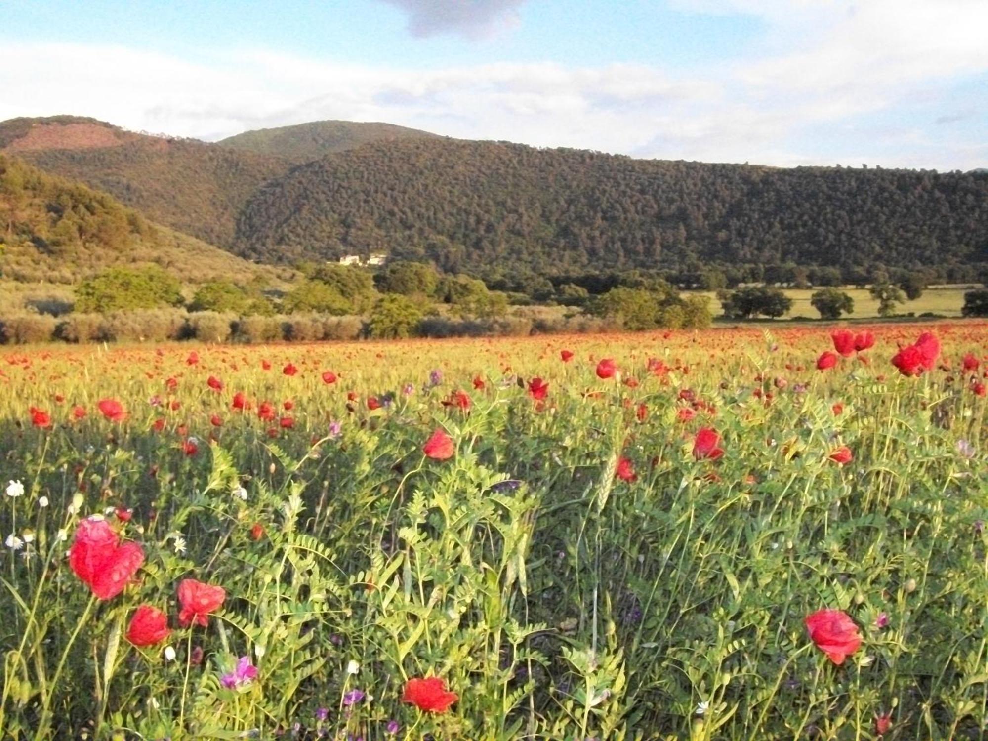 Agriturismo Il Casalino Spoleto Eksteriør bilde